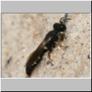 Crabro scutellatus - Grabwespe m07 8-9mm.jpg